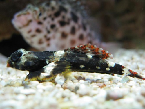 Min scooter blenny (R.I.P)