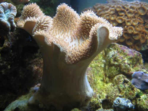 Sarcophyton sp