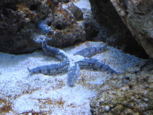 530'er 030 (Large).jpg