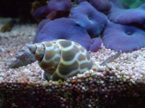 003 [DVD (NTSC)].JPG