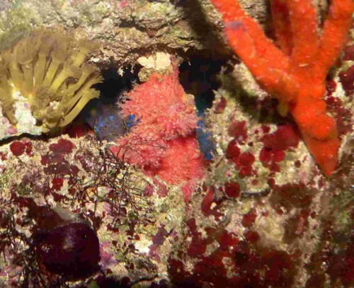 Chilikoral.jpg
