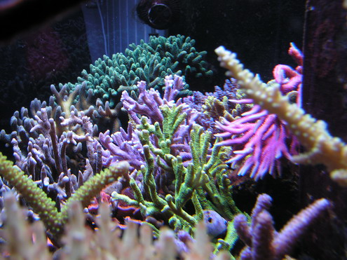 forum pic 106.jpg