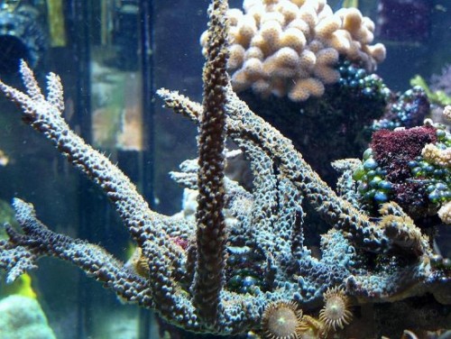 Lord Mikes gamle acropora stortrives..