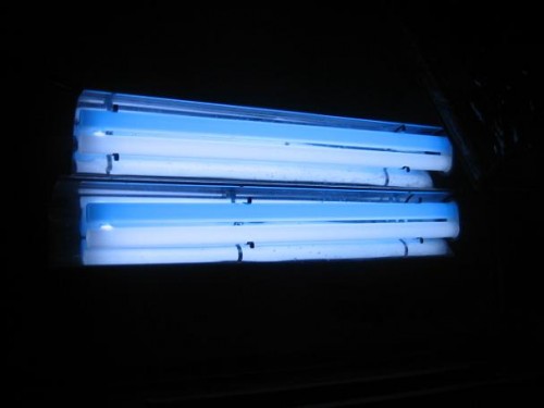 350L reef 034.jpg
