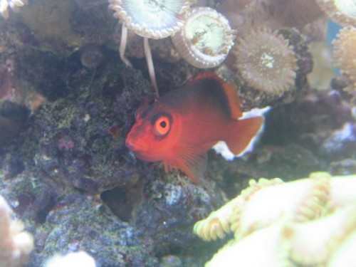 350L reef 026.jpg