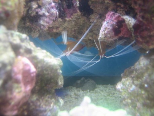 350L reef 025.jpg
