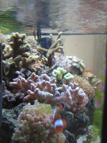 350L reef 024.jpg