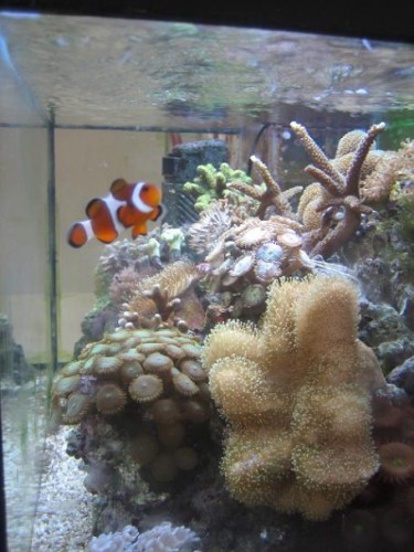 350L reef 023.jpg