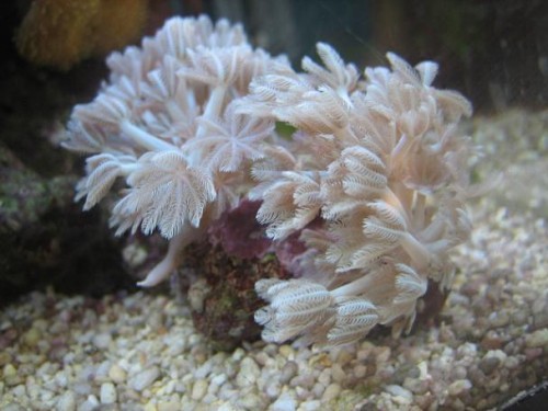 350L reef 021.jpg