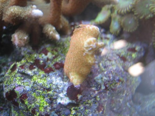 350L reef 018.jpg