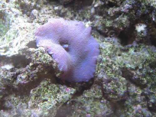 350L reef 017.jpg