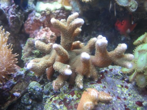 meget grøn montipora digita - der var kun een gren da jeg fik den