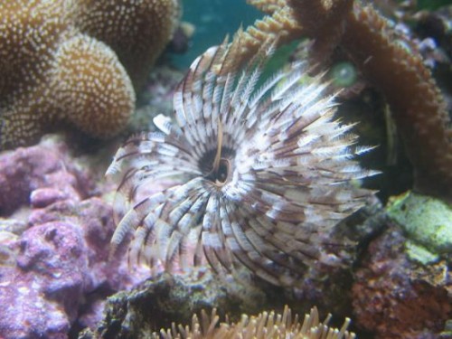 350L reef 004.jpg