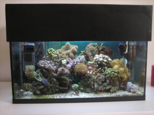350L reef 037.jpg