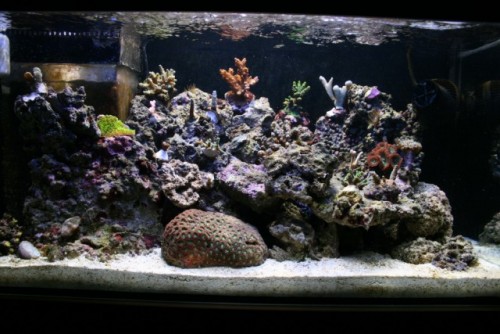 kridtbrud-akvarie 145 [640x480].JPG
