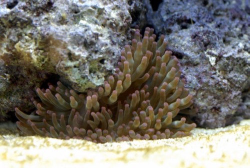 Anemone