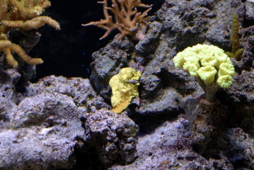 Caulastrea, HQI