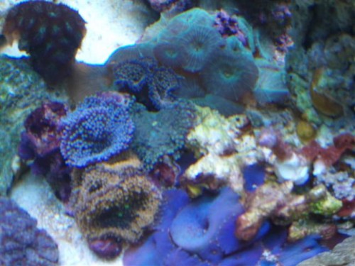Billede 050 (Small).jpg