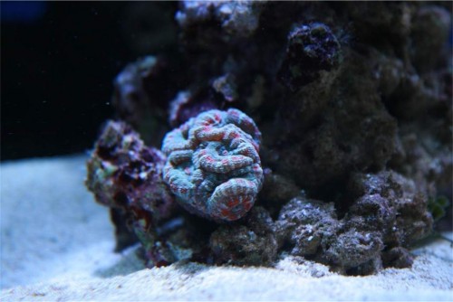 Acan