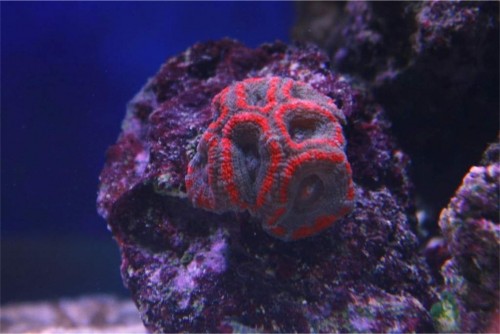 Acan