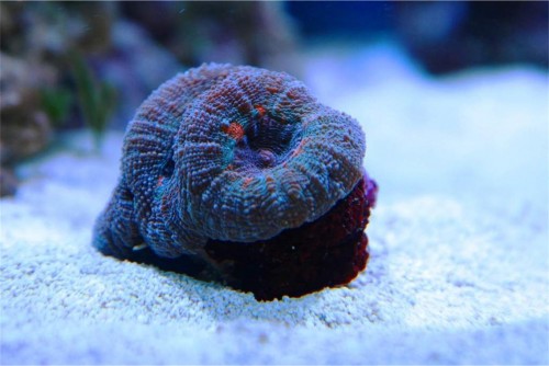 Micromussa
