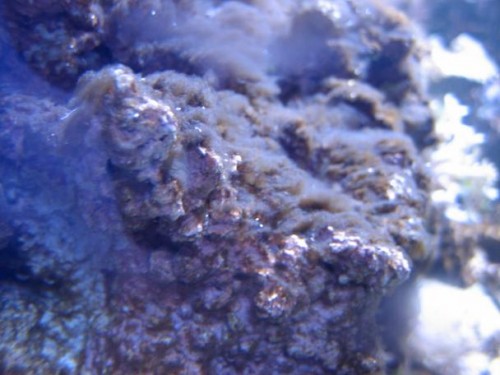 350L reef 045.jpg