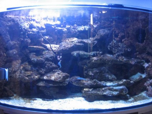 350L reef 038.jpg