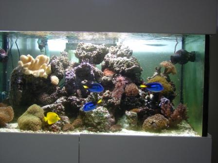 akvarie230709 (3).JPG