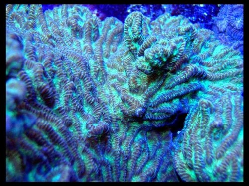DecOcean Koral 24-7-09 (14).JPG