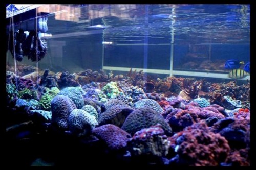 DecOcean Koral 24-7-09 (102).JPG