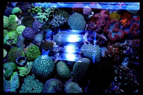 DecOcean Koral 24-7-09 (115).JPG