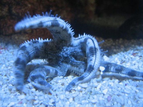 350L reef 054.jpg