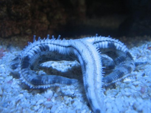 350L reef 052.jpg