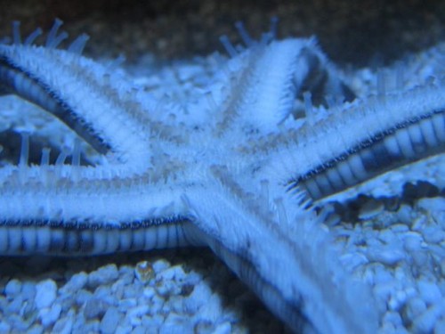 350L reef 051.jpg