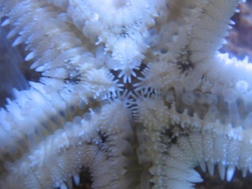 350L reef 050.jpg