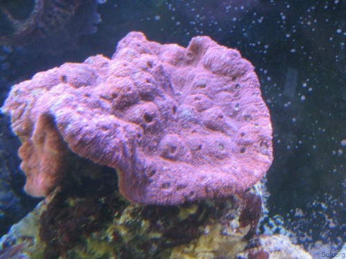 IMG_2834 [Forum].JPG