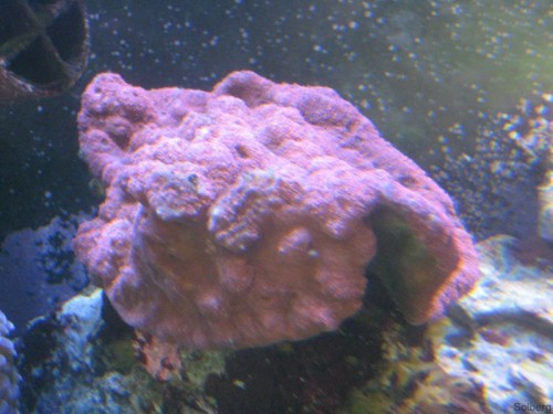 IMG_2836 [Forum].JPG