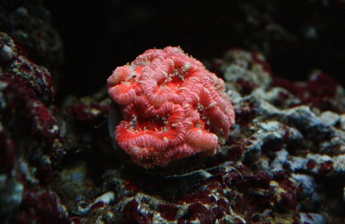 Acan 1.jpg