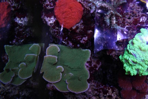Grøn plade montipora. Den vokser rigtig godt :)
