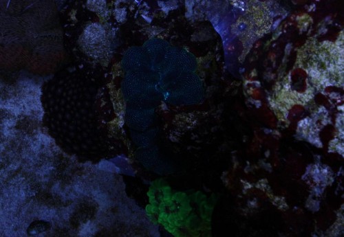 Tridacna crocea. Billede også taget oppe fra.