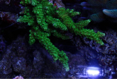 Acropora fra Nielsk