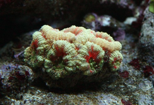 Acan 3.jpg