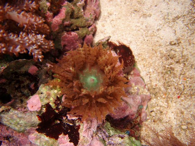 Nogen der ved hvad det er for en anemone???