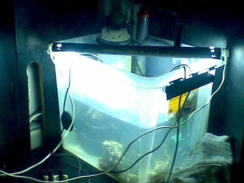 den fine balge jeg laver saltvand i måtte blive til sump