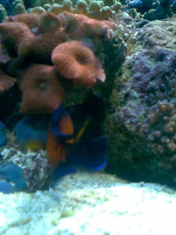 røven af min kejser.. er sku sjællent jeg kan fange ham på billeder tror han er kamera sky :)