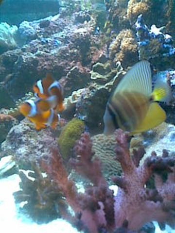 Billede006 (Small).jpg