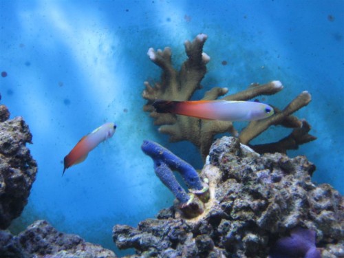 z530'er 007 (Large).jpg