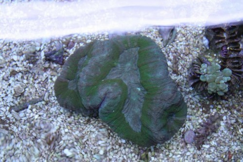 Lobophyllia som stod rigtig flot.