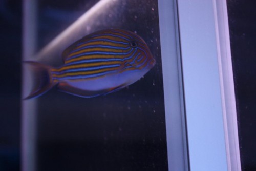 Super flot lineatus!!