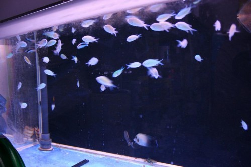 Og der var masser af chromis!! :)